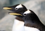 Лазаревский пингвинарий